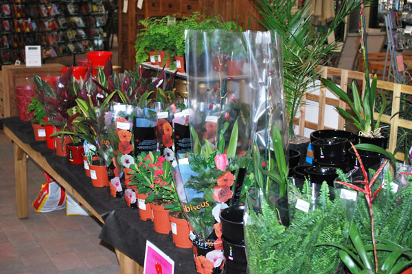 House Plants