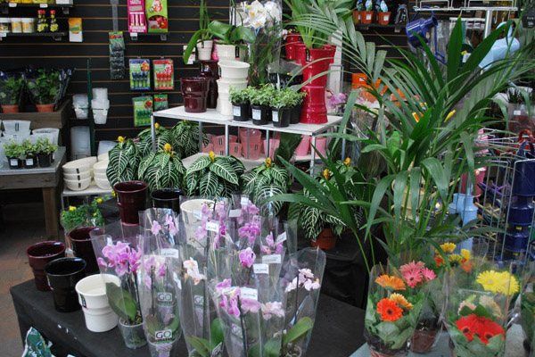 House Plants