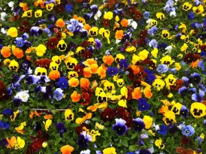 bedding