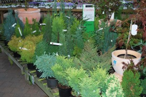 conifer_display
