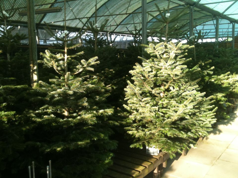 xmastrees